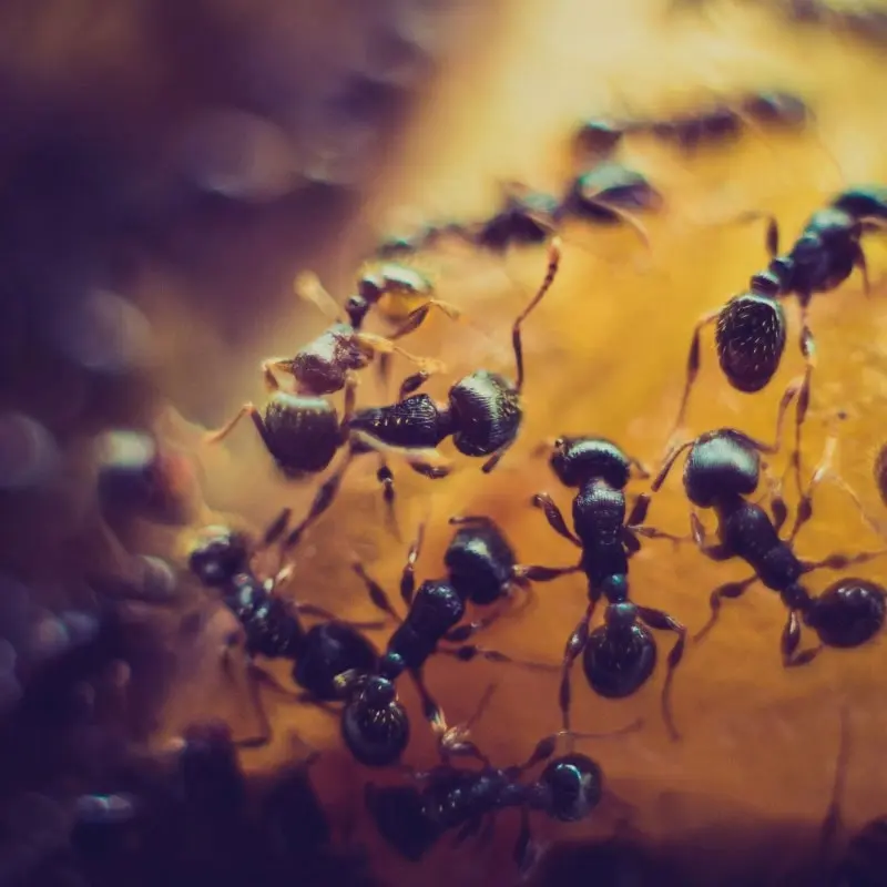 empresa para eliminar hormigas