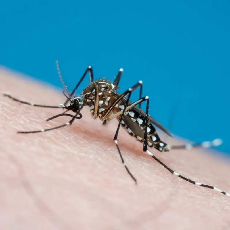 empresa para eliminar mosquitos