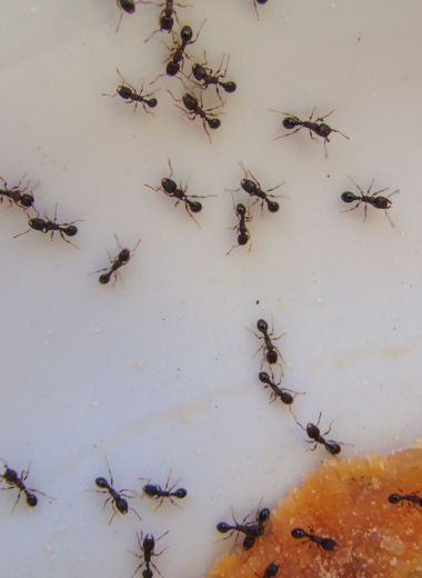 tratamiento anti hormigas