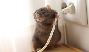 Como evitar que las ratas se coman los cables de coches y hogar