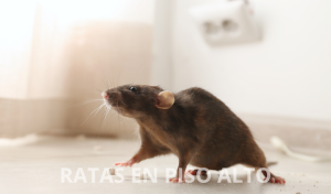 Ratas en piso alto