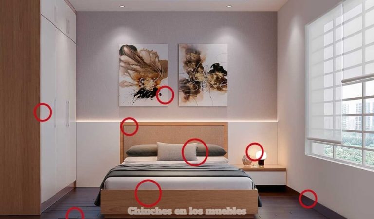 Chinches en Muebles de Madera | Como saber si hay o no