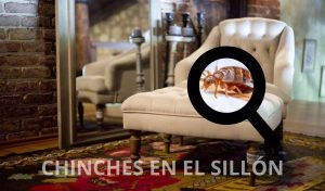 como eliminar chinches en sillón y sillones