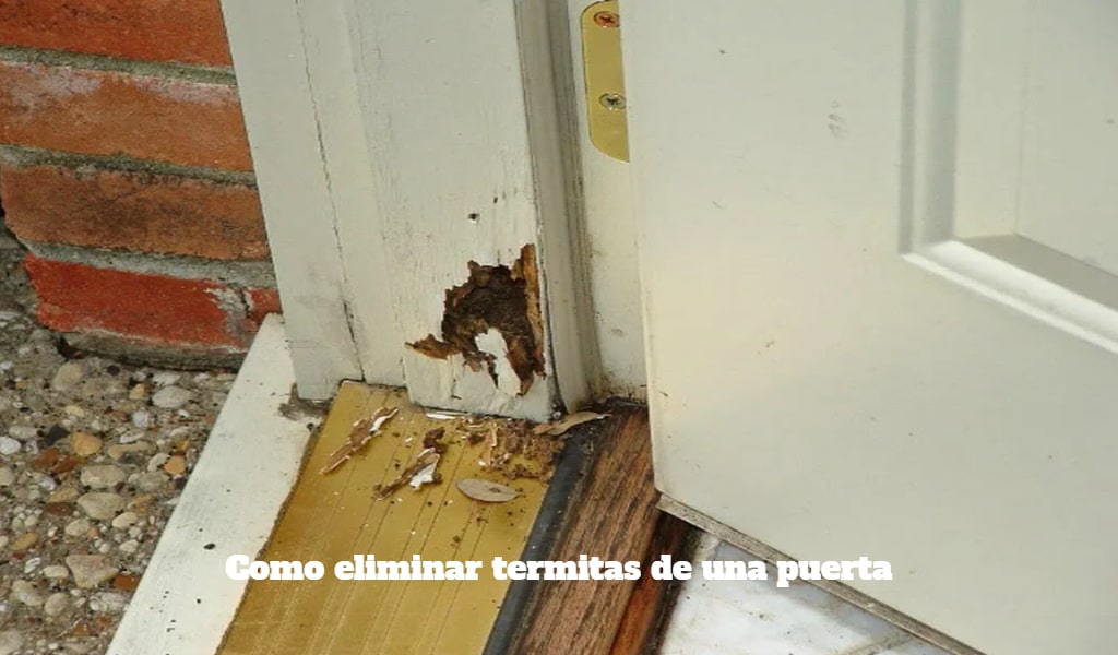 como acabar con las termitas de una puerta