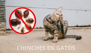 CHINCHES EN GATOS