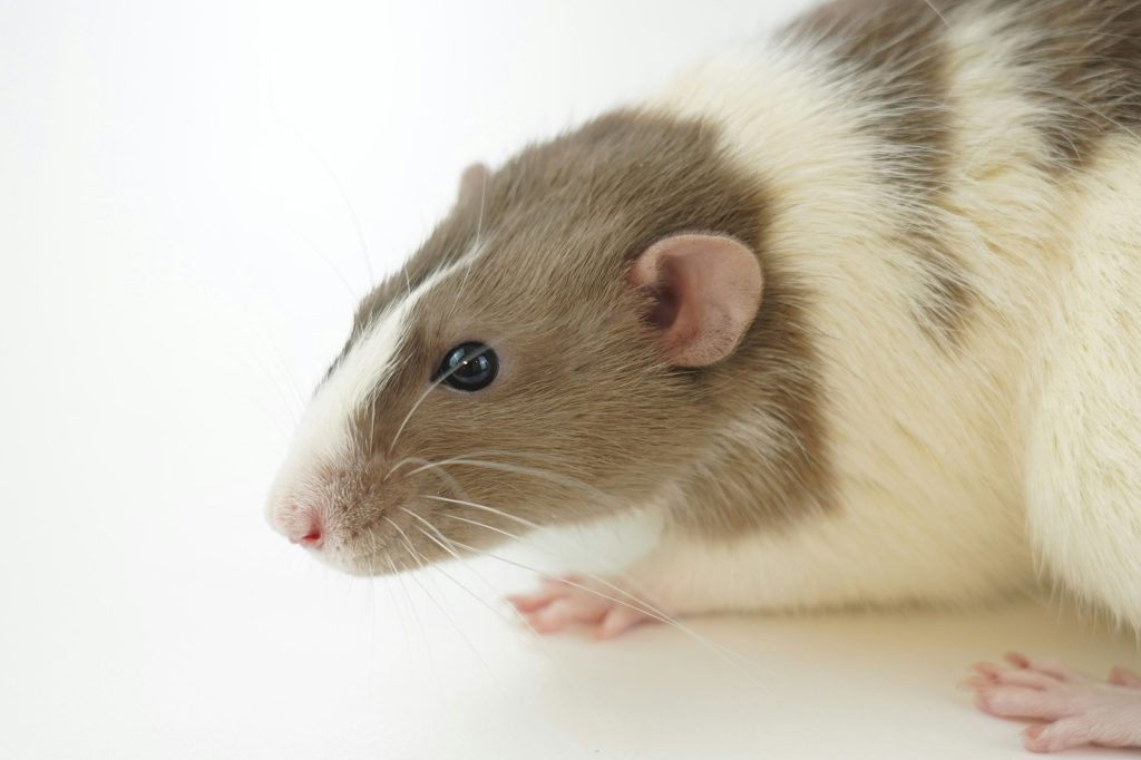 Ratas y ratones en Majadahonda