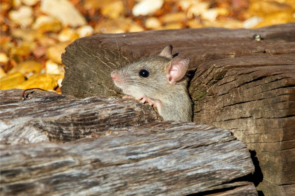 Ratas y ratones Fuenlabrada
