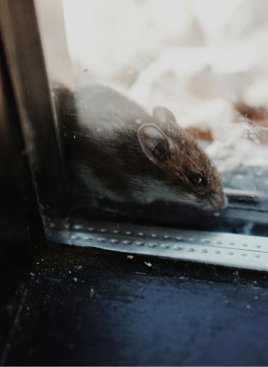 Ratas y ratones Fuenlabrada