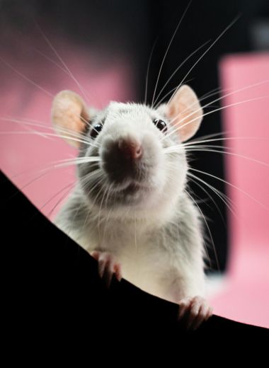 Ratas y ratones en Alcobendas