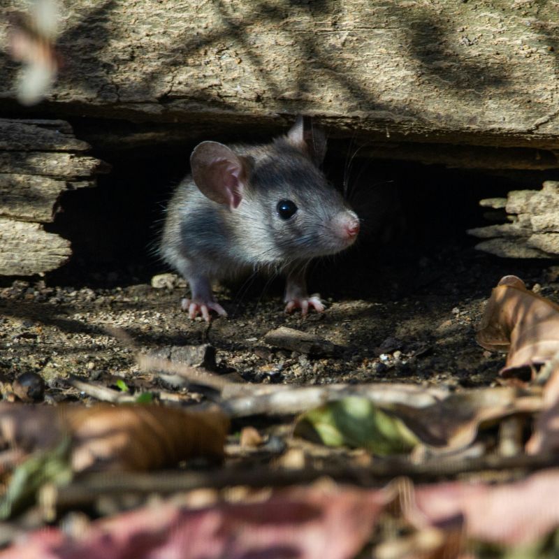Ratas y ratones en Las Rozas