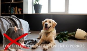 COMO ELIMINAR RATAS TENIENDO PERROS