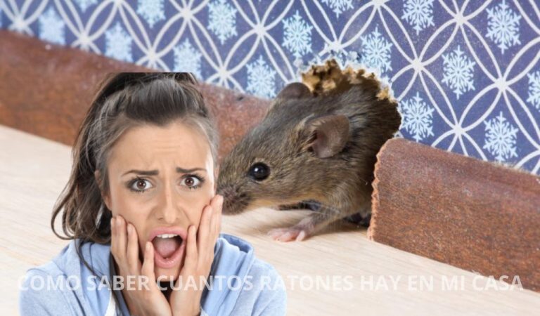 Cómo saber cuántos ratones hay en mi casa | Descubre como