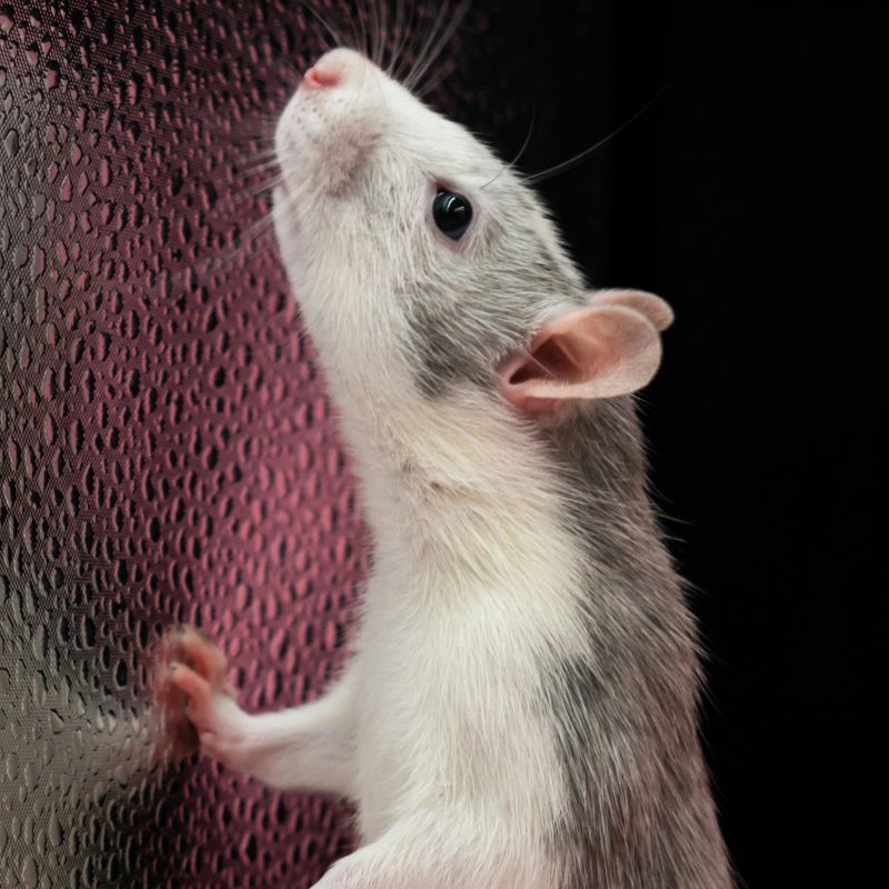 Ratas y ratones en Alcobendas