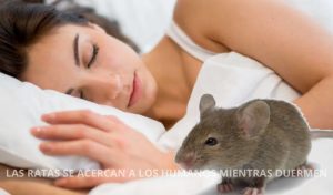 LAS RATAS SE ACERCAN A LOS HUMANOS MIENTRAS DUERMEN