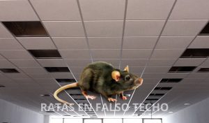 RATAS EN FALSO TECHO