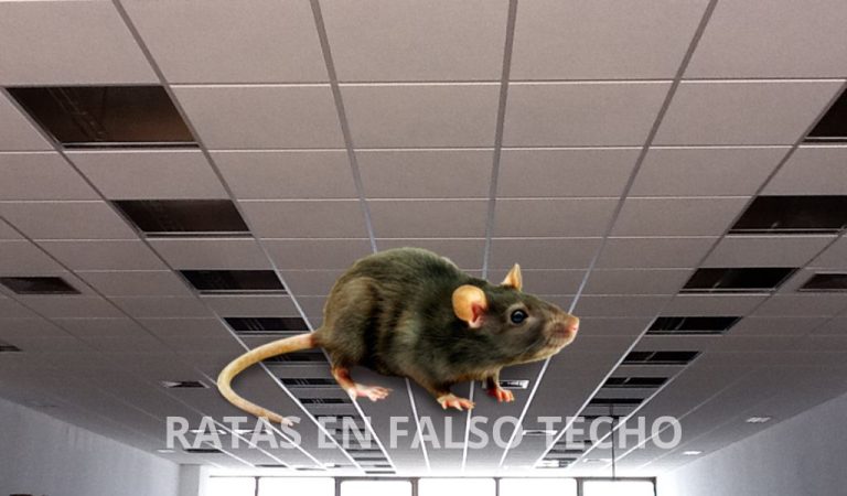 Tengo Ratas En El Falso Techo