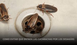 COMO-EVITAR-QUE-ENTREN-LAS-CUCARACHAS-POR-LOS-DESAGÜES