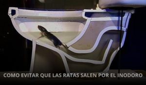 COMO-EVITAR-QUE-LAS-RATAS-SALEN-POR-EL-INODORO