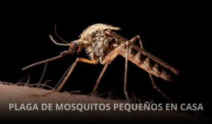 PLAGA-DE-MOSQUITOS-PEQUEÑOS-EN-CASA