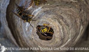 a quien llamar para quitar un nido de avispas