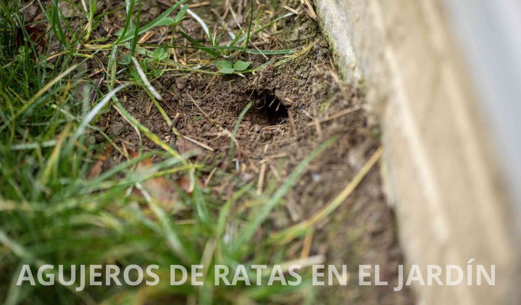 Como evitar agujeros de ratas en el jardín