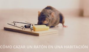 Cómo cazar a un ratón en una habitación