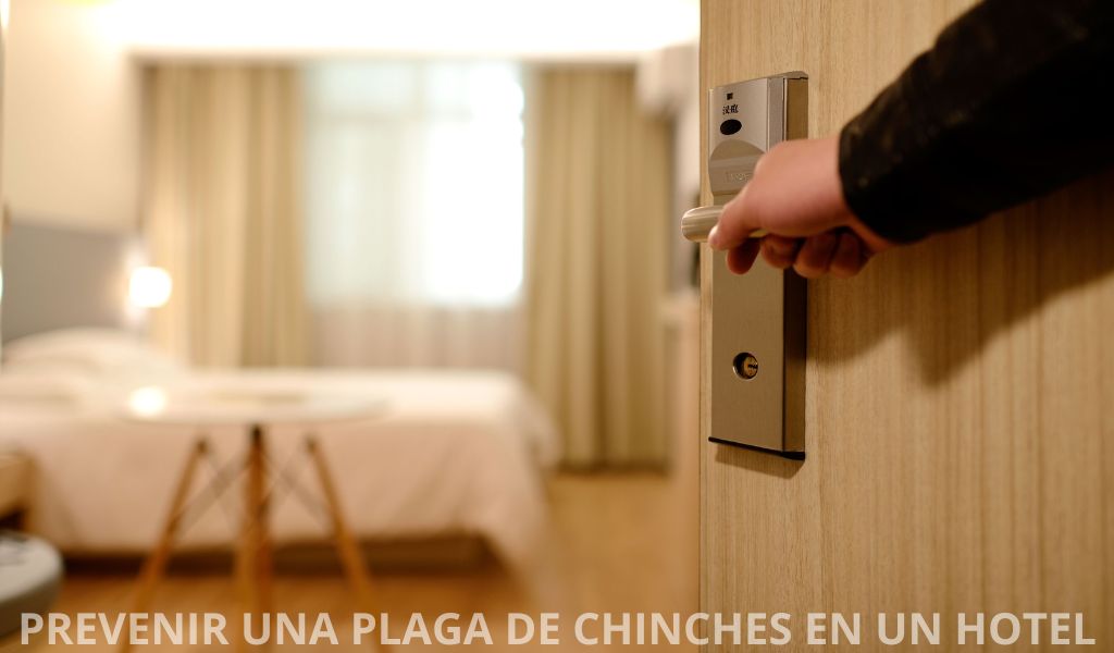 ¿Cómo prevenir una plaga de chinches en un hotel? Estrategias efectivas