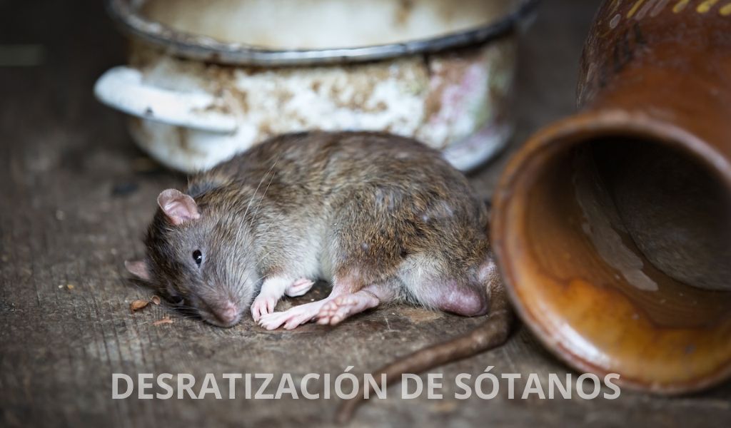 desratización de sótanos