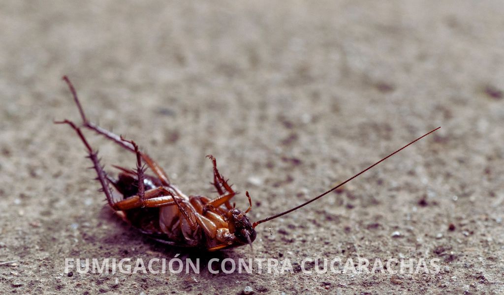 fumigación contra cucarachas