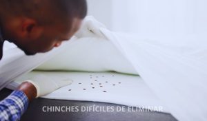 Por qué las chinches son tan difíciles de eliminar