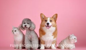fumigación segura para mascotas