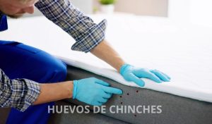 huevos de chinches