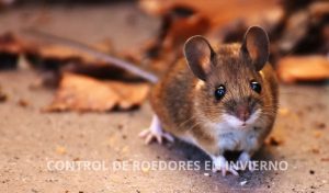 control de roedores en invierno