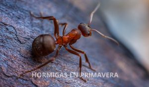hormigas en primavera
