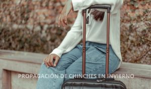 chinches en invierno