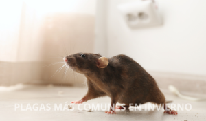 Plagas más comunes en invierno