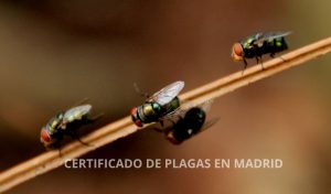certificado de plagas en madrid