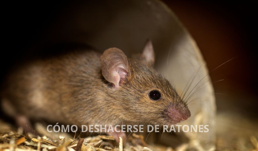 como-deshacerse-de-ratones