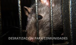 desratización-para-comunidades