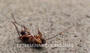 exterminar-cucarachas