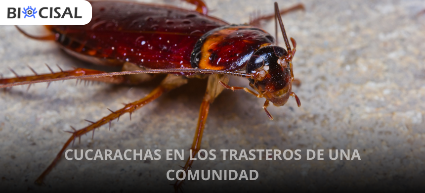 cucarachas-en-los-trasteros-de-una-comunidad