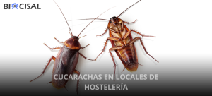 cucarachas-locales-hoteles