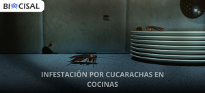 infestación-cucarachas-en-cocina