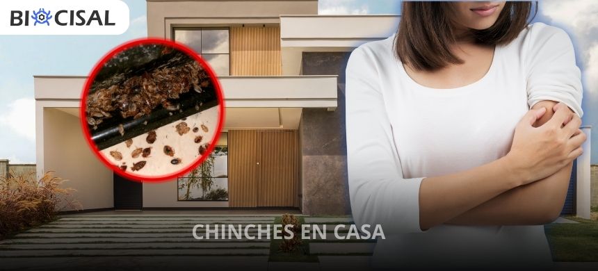 CHINCHES-EN-CASA