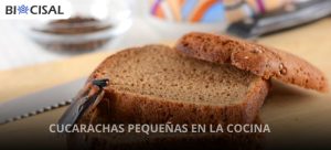 CUCARACHAS-PEQUEÑAS-EN-LA-COCINA