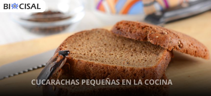 CUCARACHAS-PEQUEÑAS-EN-LA-COCINA
