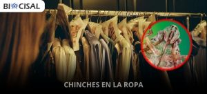 Chinches-en-la-ropa