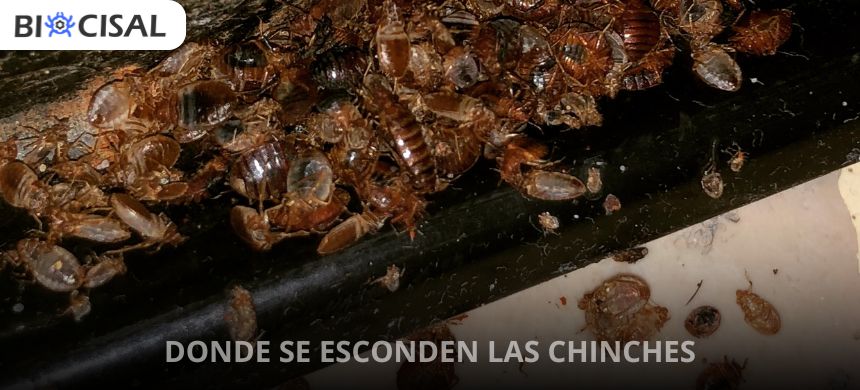 Donde-se-esconden-las-chinches