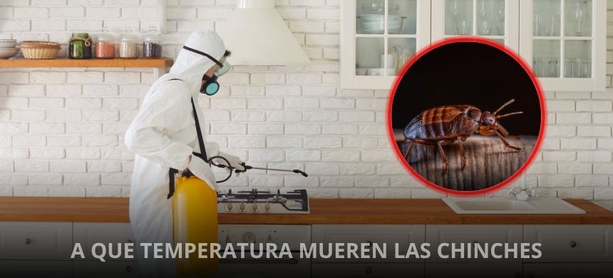 a-que-temperatura-mueren-las-chinches