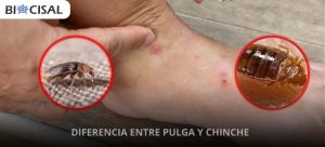 diferencia entre pulga y chinche